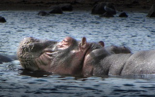 A hippopotamus surfacing with eyes above the water