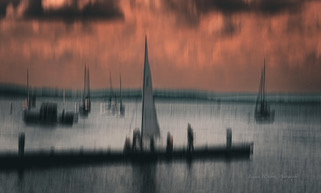 A goose on dark water among sailboat masts at dusk, softened by intentional camera movement