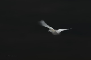 A lone bird against a dark background, blurred by intentional camera movement