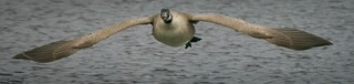 A Canada goose flying head on, low over gray water