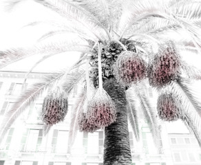 Clusters of dates on a palm in high-key white