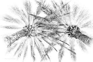 A palm frond rendered as fine white lines on white, high key
