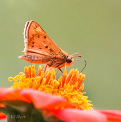 An orange skipper butterfly on a bright orange flower