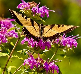 A tiger swallowtail butterfly on pink bee balm flowers