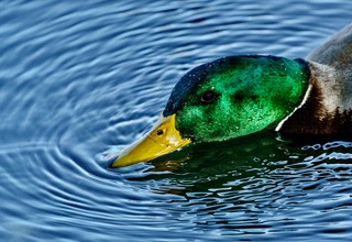 Close up of a mallard drake's green head dipping into rippling blue water
