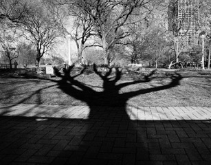 The long shadow of a bare tree cast on pavement, black and white