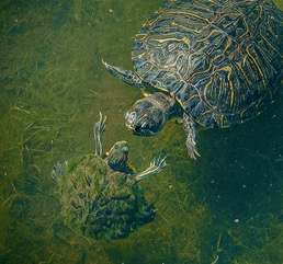 Turtles resting on a log in green water