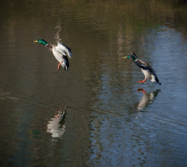 Two mallard drakes coming in to land on the water with their reflections