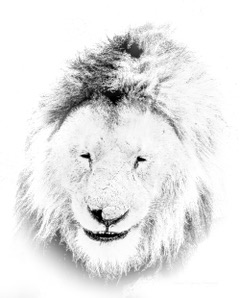 A lion's face in high key white appearing to smile
