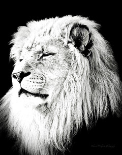 Photograph by Ed Shpritz
