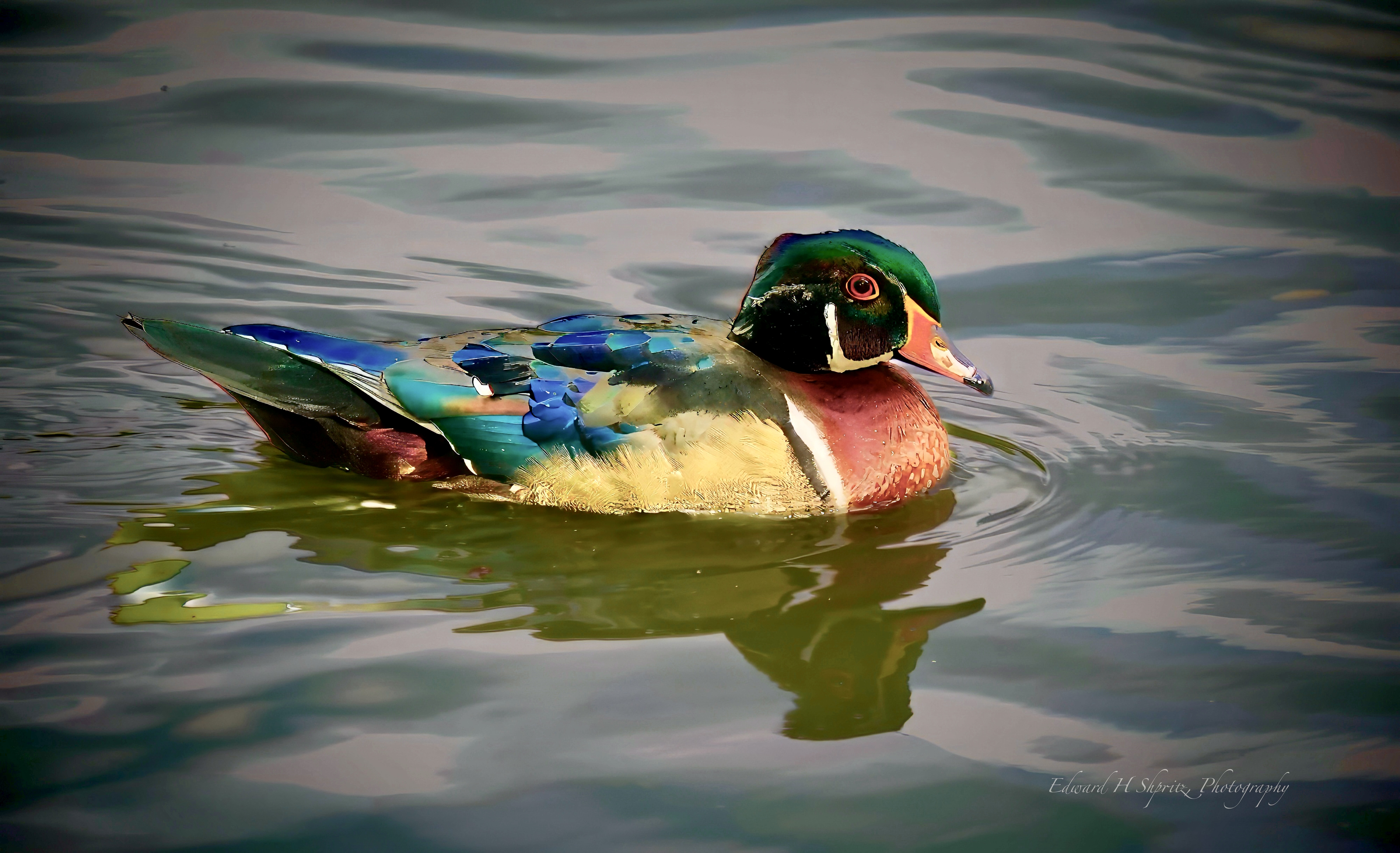 Photograph by Ed Shpritz